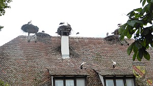 Stoerche auf dem Dach in Salem