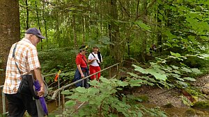 Bruecke im Wald