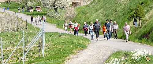 Auf der Wanderstrecke in den Weinbergen