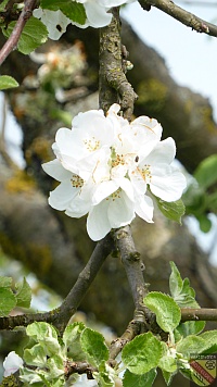Baumblüte am Kaiserstuhl
