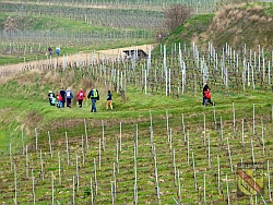 IVV Eichstetten In den Weinbergen